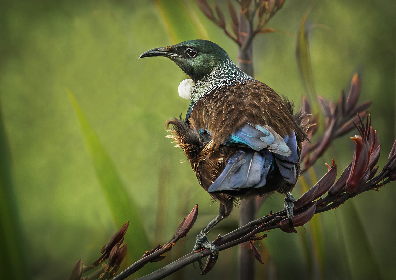 Tui sitting on flax