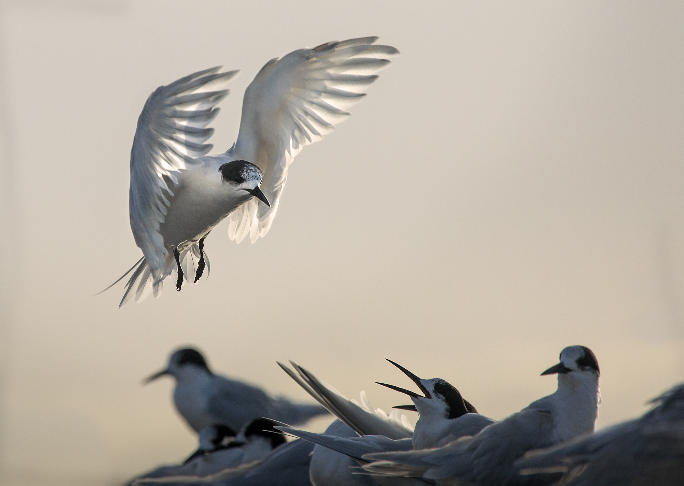 Tern at Maraetai