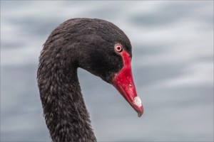Black Swan portrait