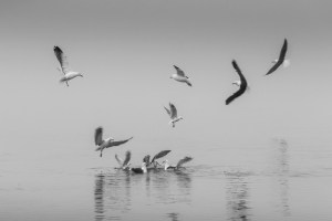 Seagulls feeding on water