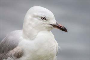 Seagull portrait