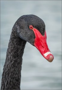 Black Swan portrait