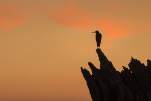 White Faced Heron silhouette in sunrise
