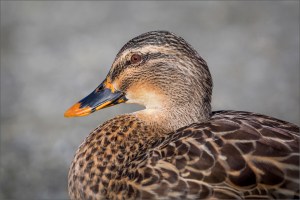 Duck portrait