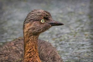Dabchick close up portrait
