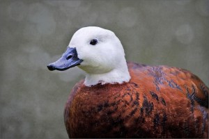 Paradise Duck portrait