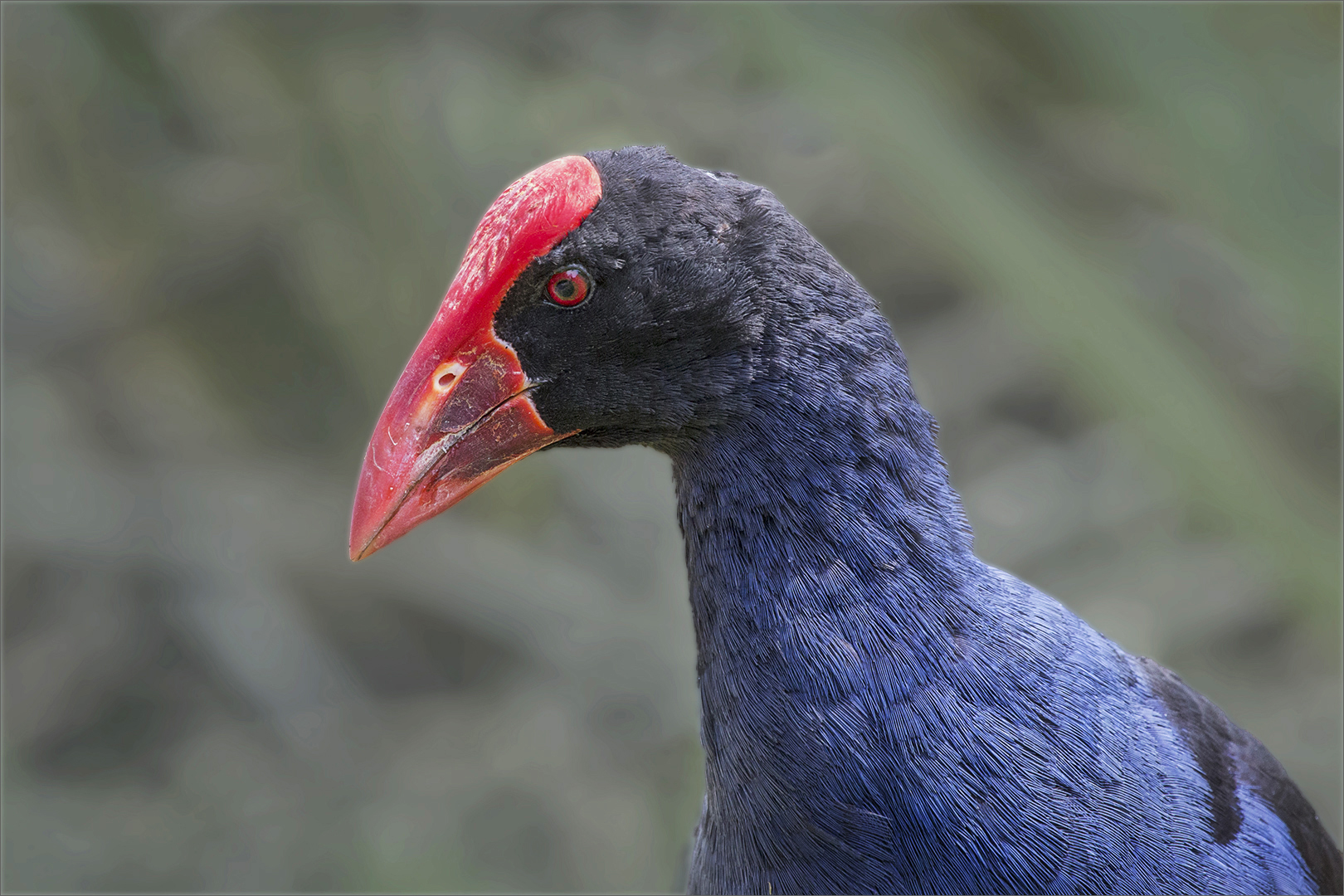 Pukeko portrait