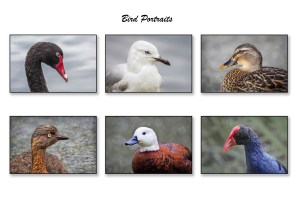 Panel of 6 bird portraits