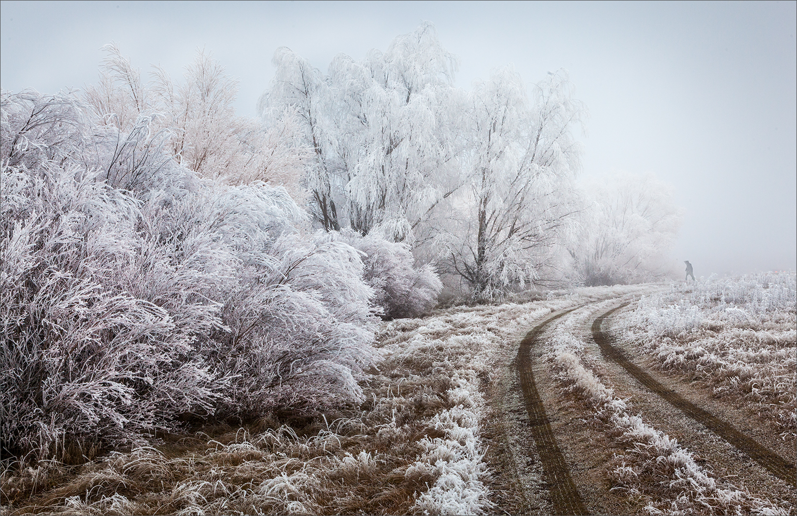 Twizel hoar frost on trees
