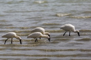 Spoonbills feeding
