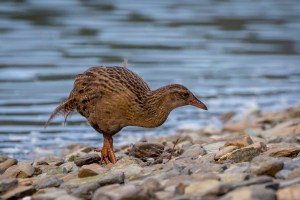 Weka on beach