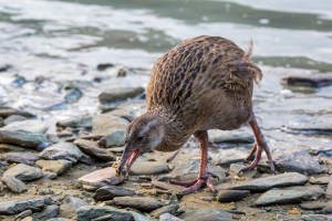 Weka with crab