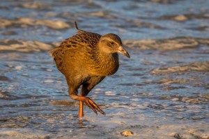 Weka on foreshore