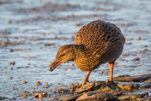 Weka with catch