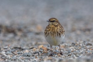 NZ Pipit