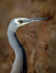 White Faced Heron portrait