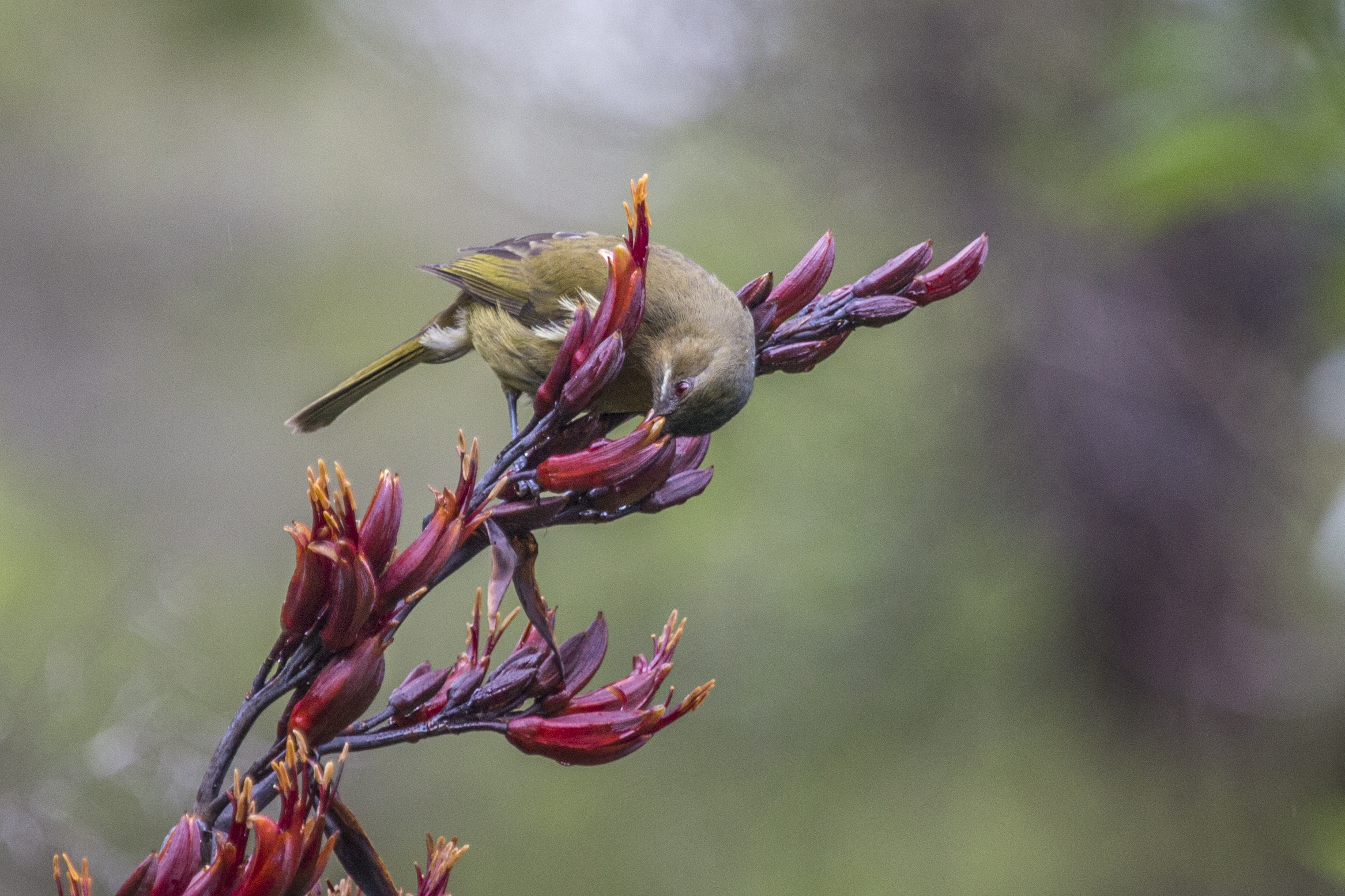 Bellbiurd drinking from flax