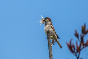 Sparrow with grass in mouth