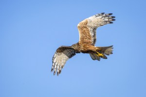 Australasian Hawk flying