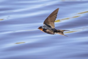 Welcome Swallow flying