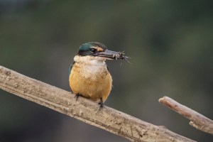 Kingfisher with crab