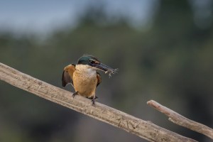 Kingfisher with crab