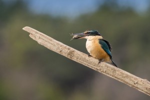 Kingfisher with crab