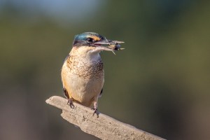 Kingfisher with crab