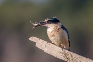 Kingfisher with crab