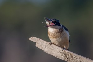Kingfisher tossing crab