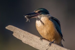 Kingfisher with crab