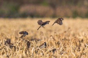 Sparrows in wheat
