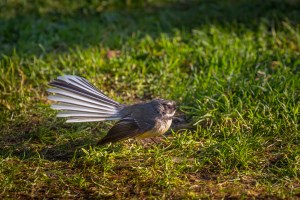 Fantail on grass