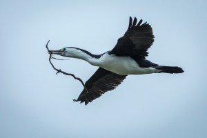 Cormorant with nesting matrial