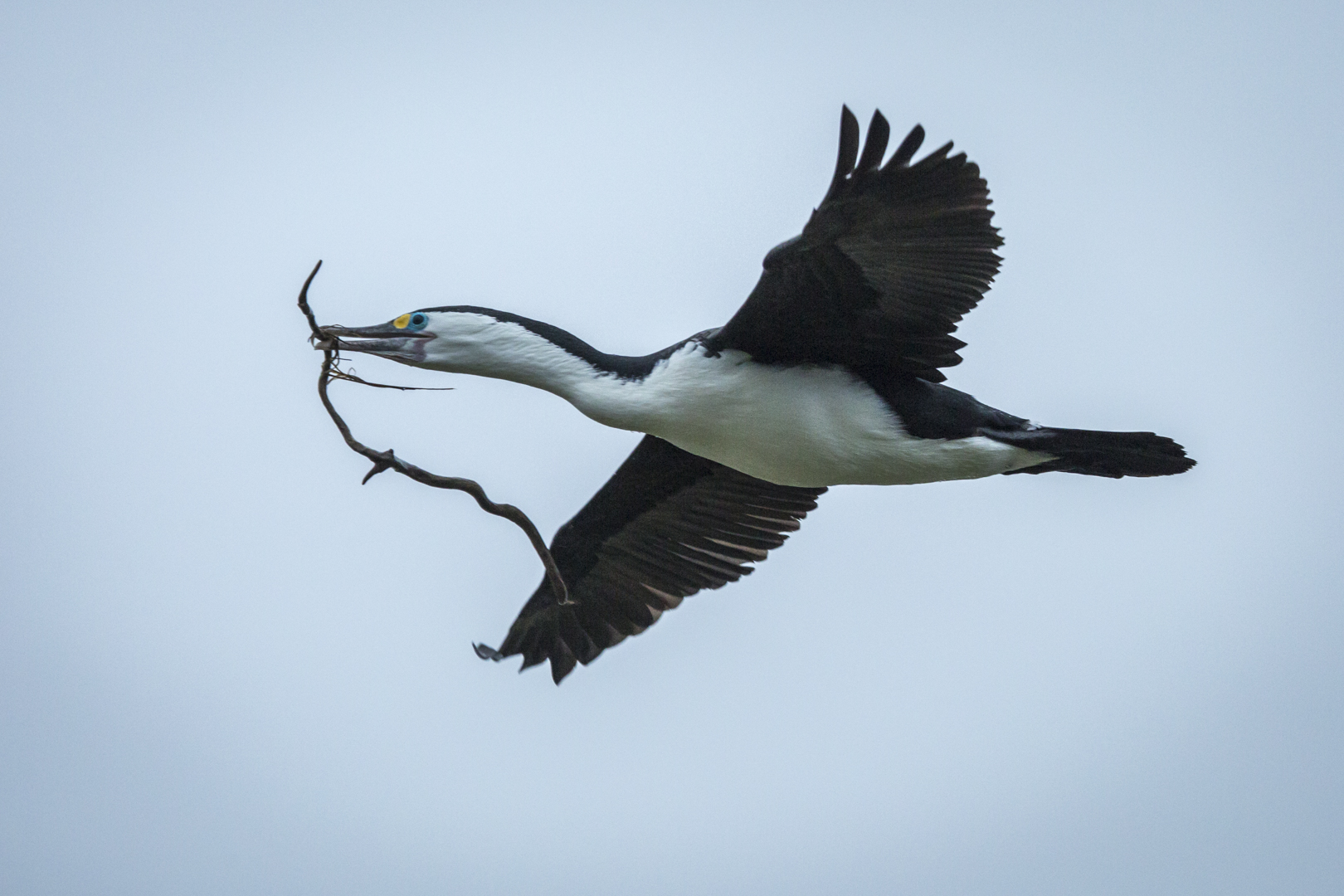 Cormorant flying with stick