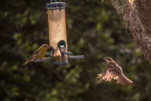 Finch and Sparrow at bird feeder