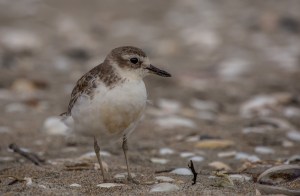 Dotterel on beach