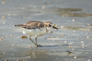 Dotterel with crab