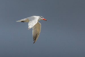 Caspian Tern flying