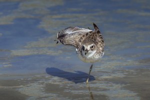 Dotterel stretching wing