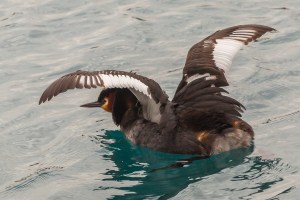 Grebe stretching wings