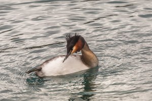 Grebe preening