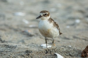 Dotterel on beach