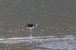 Pied Stilt in water
