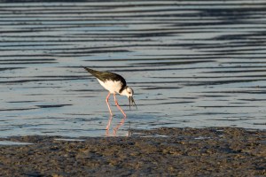 Pied Stilt in water feeding