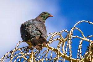 Wood pigeon in tree