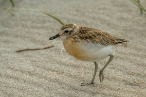 Dotterel walking on beach