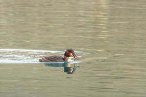 Grebe with fish