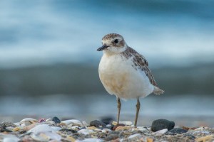 Dotterel on beach with sea background