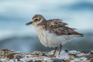 Dotterel fluffed up on beach with sea background